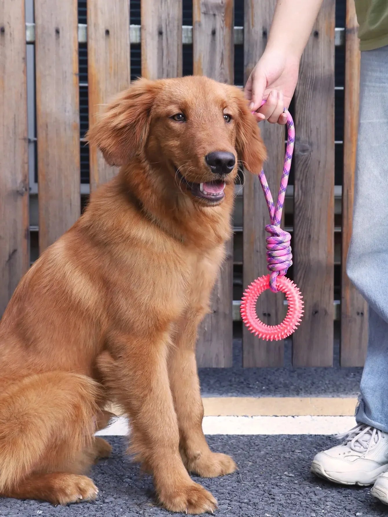 Dog can enjoy playtime with tug toy