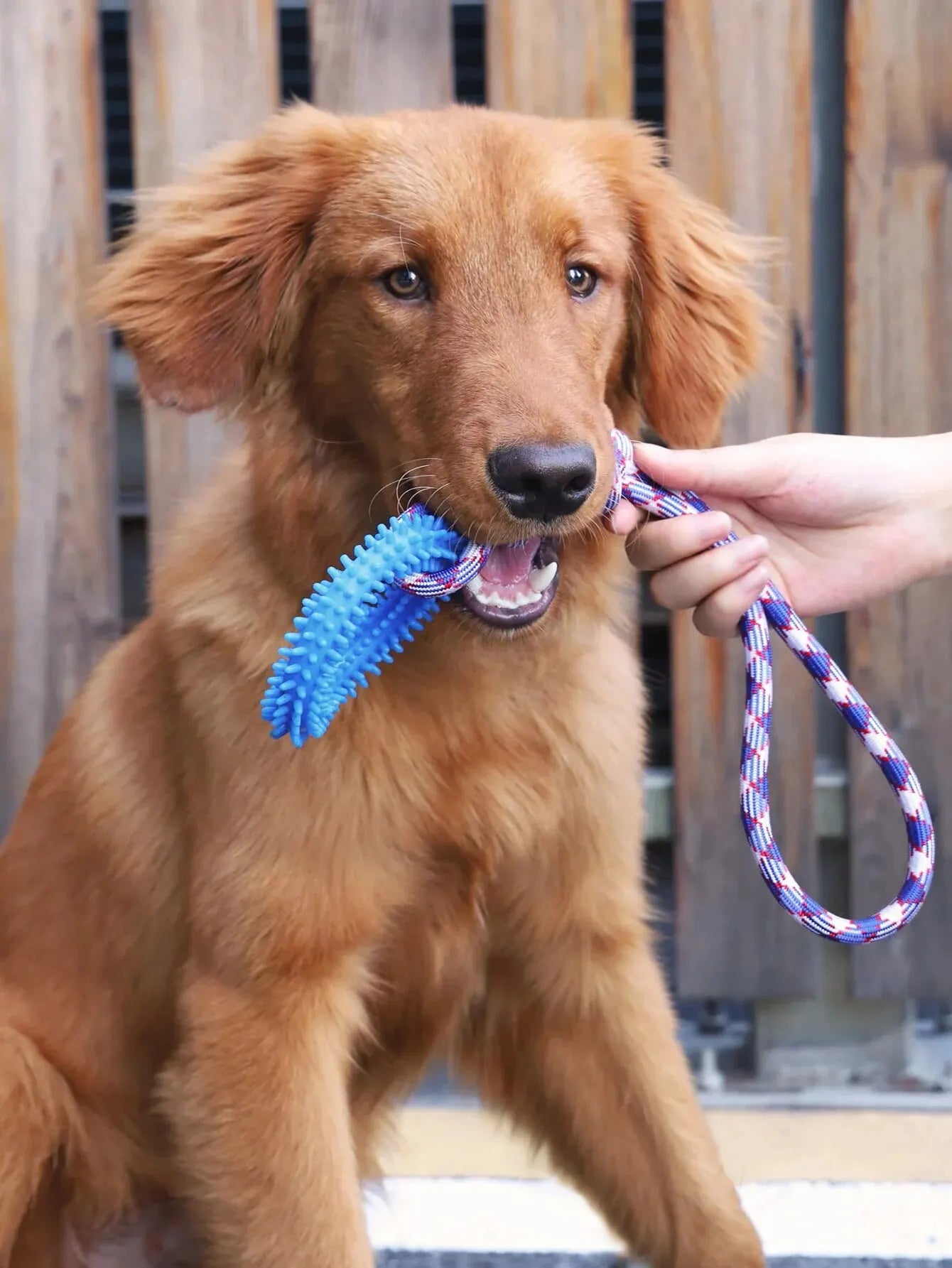 Dog tug toy uses for interactive training