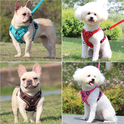 Harness and Leash Set for Small Dog and Cat