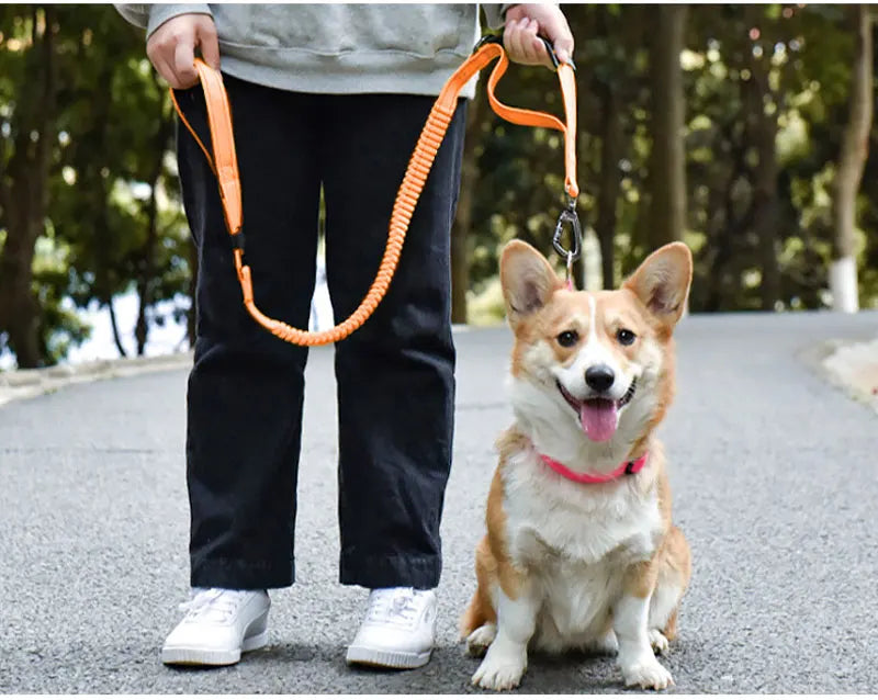 Reflective Nylon Multi-functional Retractable Dog Leash with Car Safety Buckle