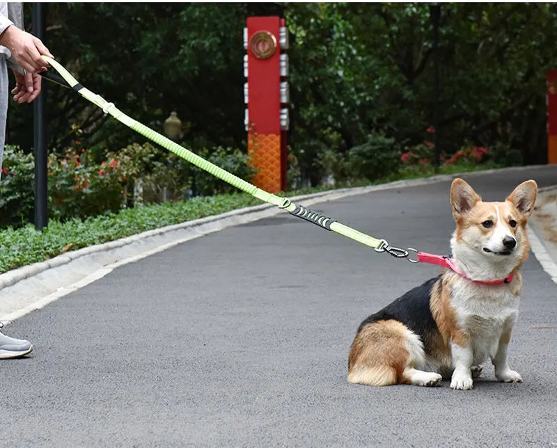 Reflective Nylon Multi-functional Retractable Dog Leash with Car Safety Buckle