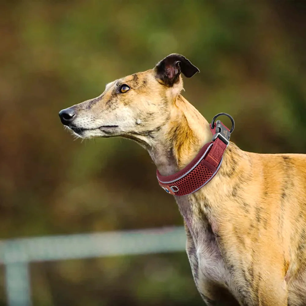 Mesh Breathable Personalised Dog Collar For Small Medium Large Dogs