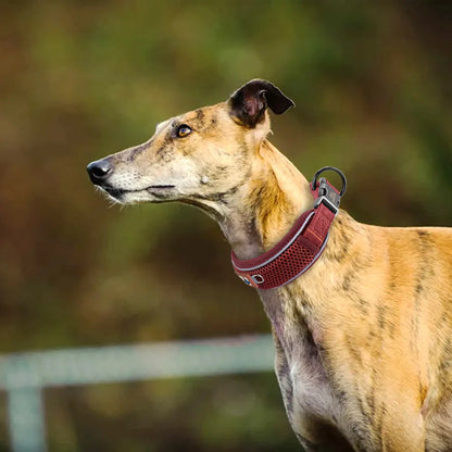 Mesh Breathable Personalised Dog Collar For Small Medium Large Dogs