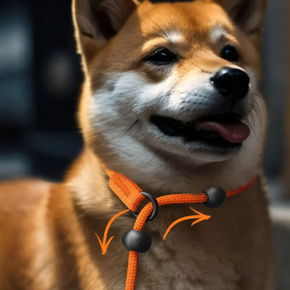 Nylon Slip Lead Dog Slip Leash and Collar
