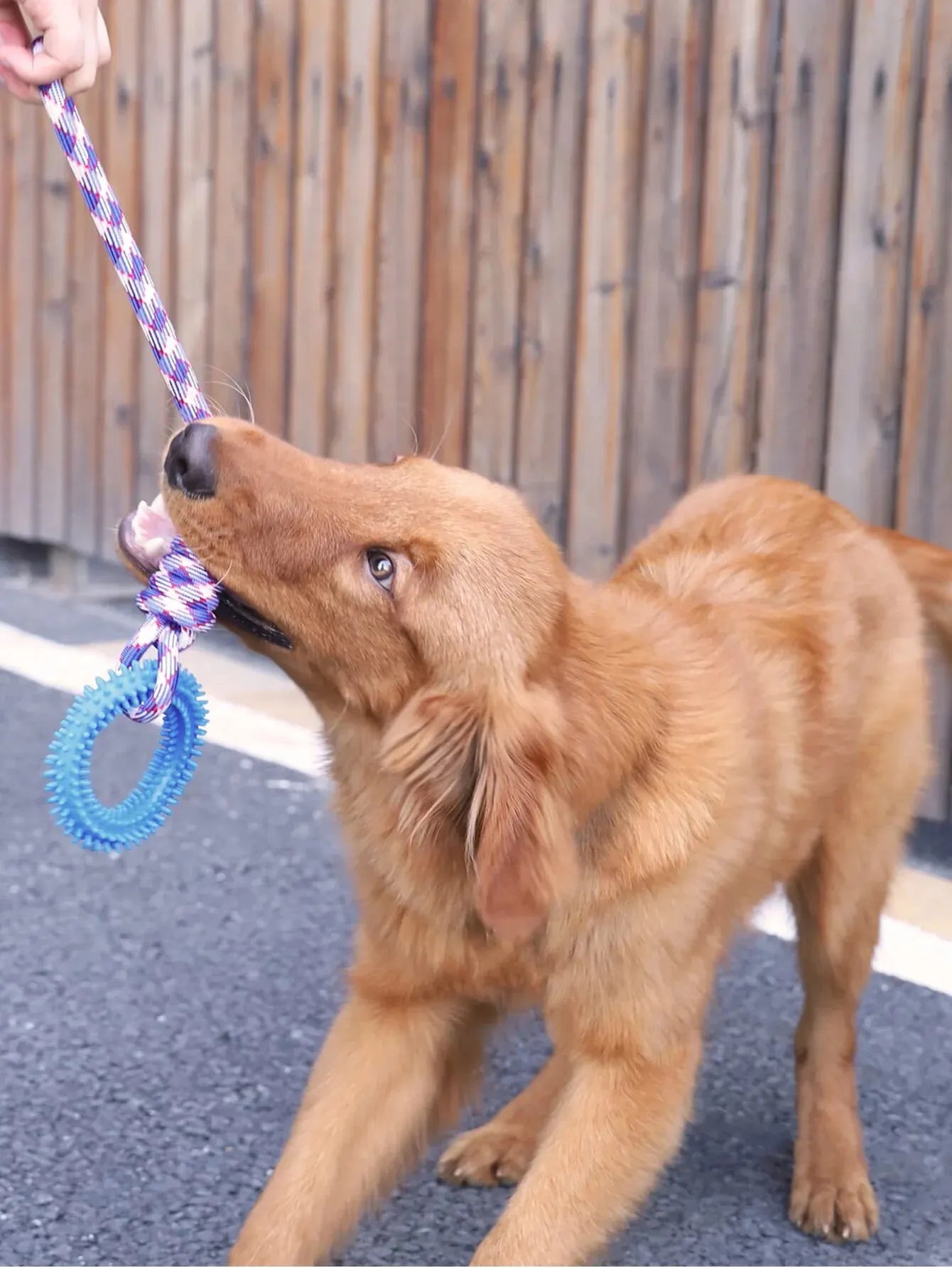 Dog tug toy uses for interactive playtime