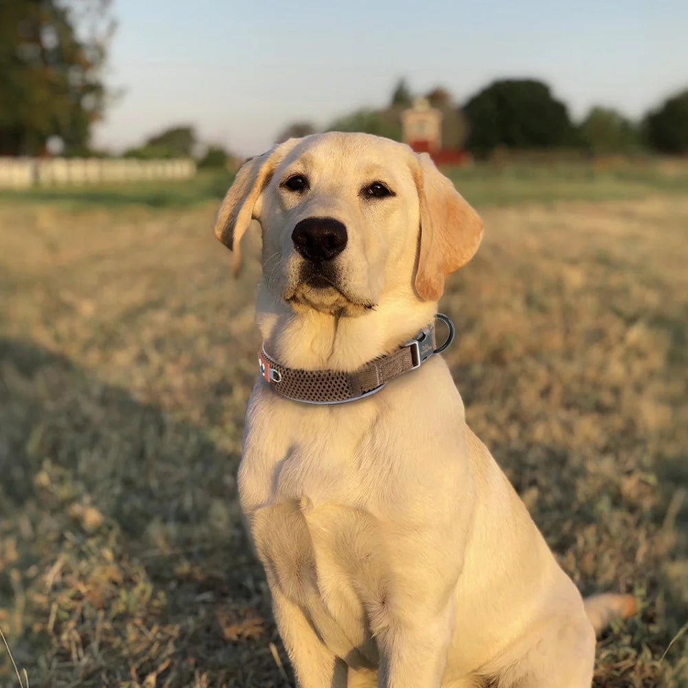 Mesh Breathable Personalised Dog Collar For Small Medium Large Dogs