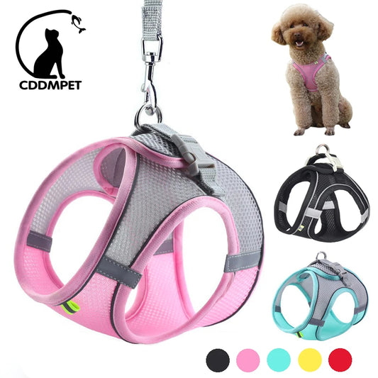 Dog led and harness combo